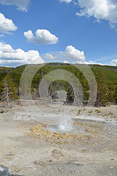 Spring in Yellowstone National Park: Vixen Geyser Erupts and Sends Spray into the Sky in Back Basin Area of Norris Geyser Basin