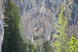 Spring in Yellowstone: Osprey Nest on Rock Outcrop Near Lookout Point on the North Rim Of the Grand Canyon of the Yellowstone Rive