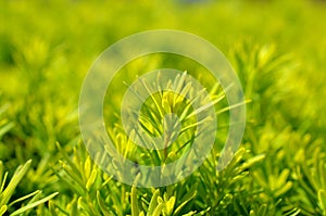 Spring yew needles