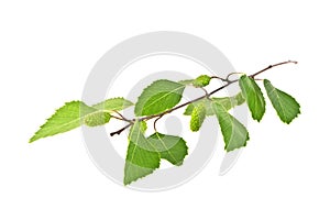 Spring, young birch branch on a white background