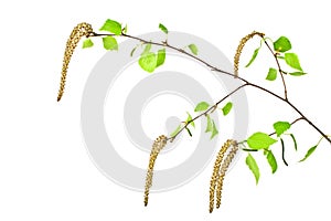 Spring, young birch branch on white background