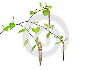 Spring, young birch branch on white background