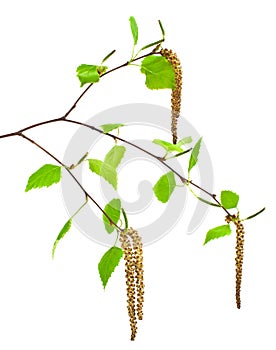 Spring, young birch branch on white background