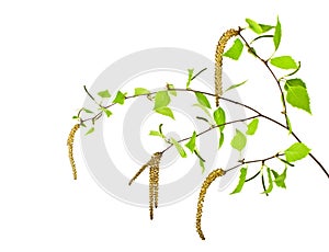 Spring, young birch branch on white background