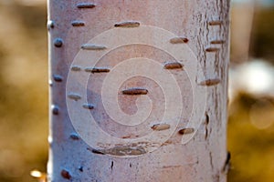 Spring young birch tree black and white bark trunk on natural background close up view