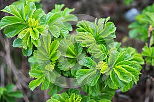 Spring young foliage