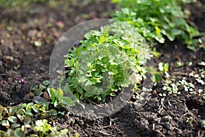 Spring young garden parsley growing on soil. Flat leaf parsley in garden row in spring. Sunlight.