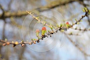 Spring, young green leaves larch