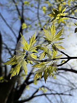 in spring, the young leaves on the tree grew