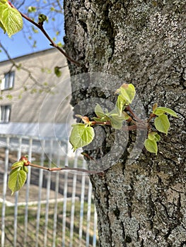 in spring, the young leaves on the tree grew