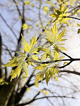 in spring, the young leaves on the tree grew