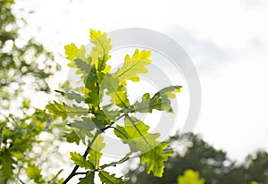 Spring, young oak leaves, against the background of the bright sun and sky