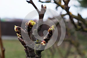 Spring. Young pear buds. Pear flower buds on tree in spring, early development stage, pear bud shoots on branch. Planting,