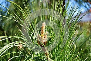 Spring young runaway Siberian cedar