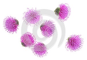 Spring young thistle flower buds isolated on white background, top view