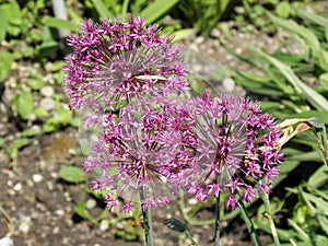 Spring at Zagreb`s Botanical garden,flora,10