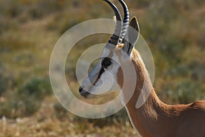 Springbock antelope Antidorcas marsupialis