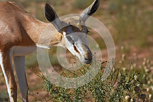 Springbock antelope Antidorcas marsupialis