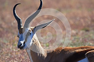 Springbock antelope antidorcas marsupialis photo