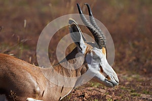Springbock antelope antidorcas marsupialis photo
