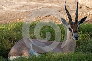Springbock antilope
