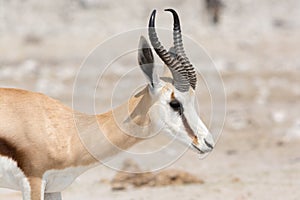 Springbock, headshot