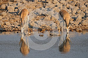 Springbock pair drinking on a waterhole, etosha nationalpark