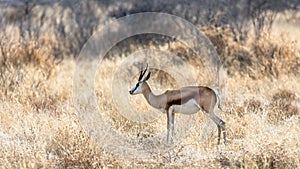 Springbock in the savannah at Etosha national park, Namibia