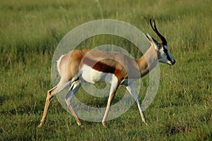Springbock in South Africa photo