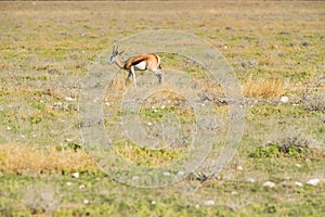 Springbock to walk on the etosha savanna. Africa.