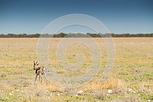 Springbock to walk on the etosha savanna. Africa.