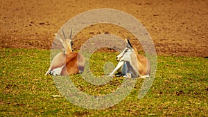 Springbok