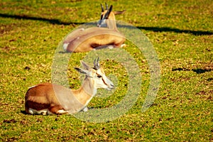 Springbok