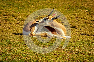 Springbok