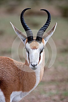 Springbok photo