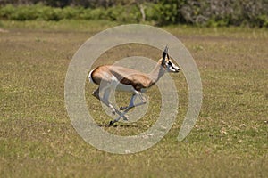 Springbok photo