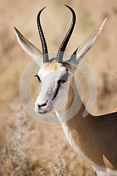 Springbok photo