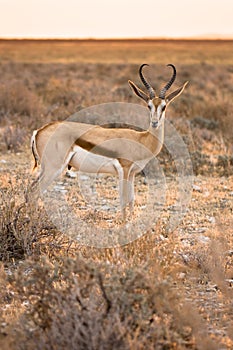 Springbok photo