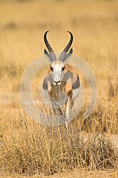 Springbok photo