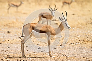 Springbok