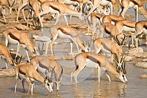 Springbok