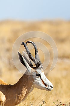 Springbok