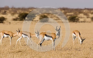 Springbok photo