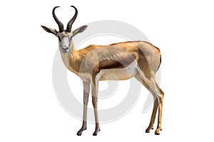 Springbok