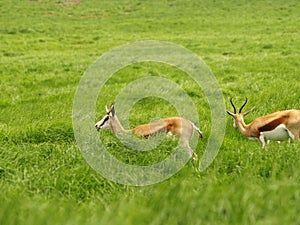 Springbok