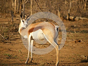 Springbok