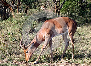 Springbok