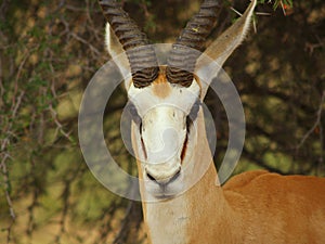Springbok
