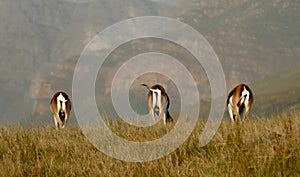 Springbok