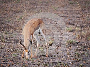 Springbok